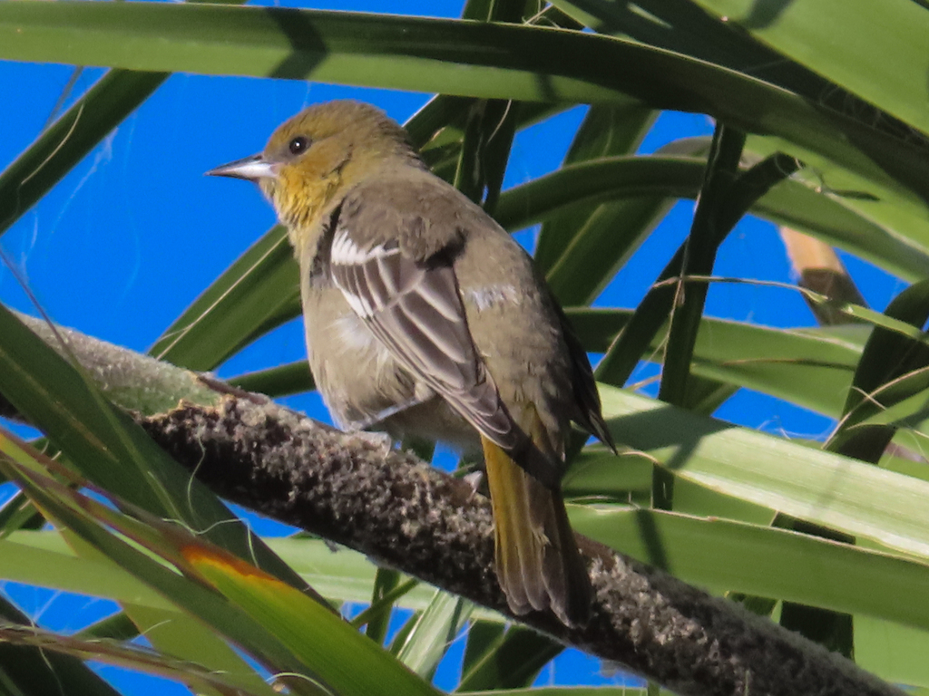 Scott's Oriole