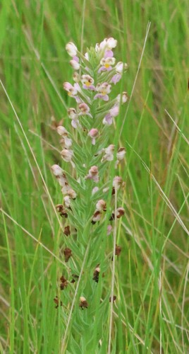 Image of Brachycorythis pubescens by (c) Mark Liptrot, some rights reserved (CC BY-SA)