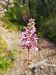Stachys grandidentata