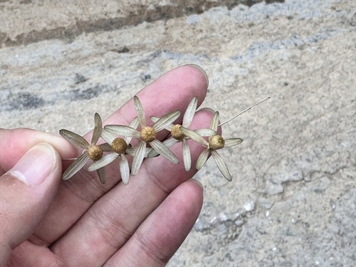 Porana racemosa iNat (2)