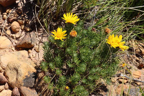 Image of Common Rockdaisy (Heterolepis aliena) by (c) Tony Rebelo, some rights reserved (CC BY-SA)