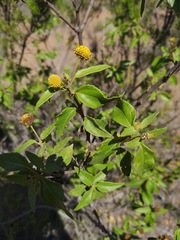 Podanthus mitiqui