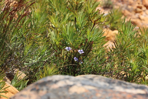 Image of Roella ciliata by (c) Tony Rebelo, some rights reserved (CC BY-SA)
