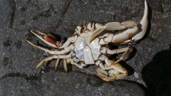 Ovalipes trimaculatus