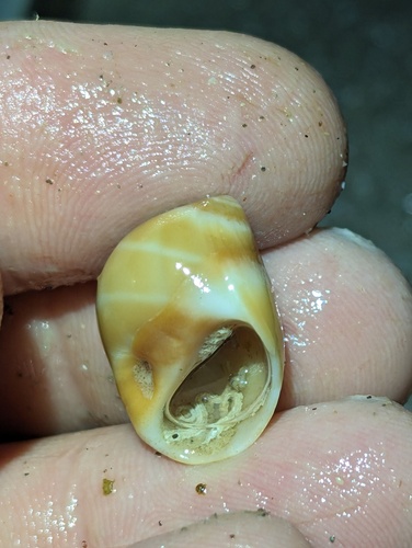 Polinices bifasciatus, 2023-11-25