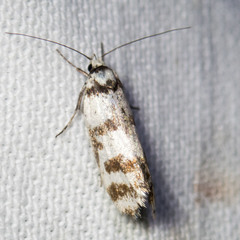 Philobota impletella