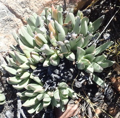 Machairophyllum albidum