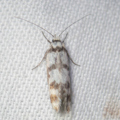 Philobota impletella
