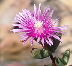 Ruschia virgata