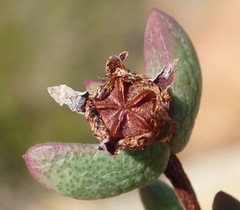 Ruschia virgata