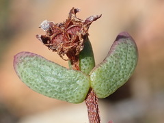 Ruschia virgata