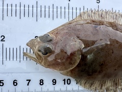 Bigmouth Sole photo 3