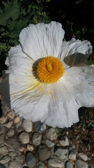 Romneya coulteri