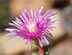 Ruschia virgata