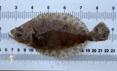 Bigmouth flounder (Hippoglossina stomata) — Paralichthyidae — 2