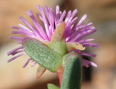 Ruschia virgata