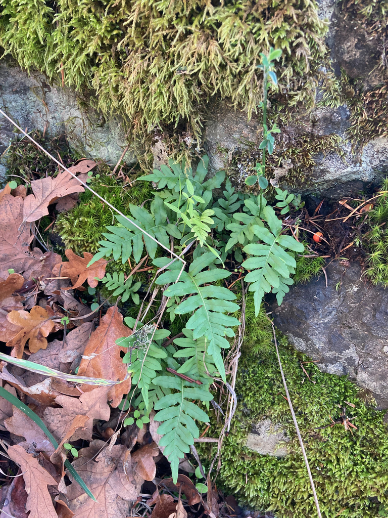 licorice fern from Langford, BC V9B, Canada on November 25, 2023 at 09