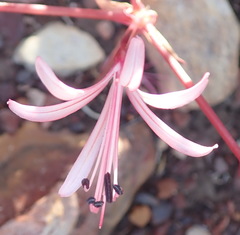 Brunsvigia striata