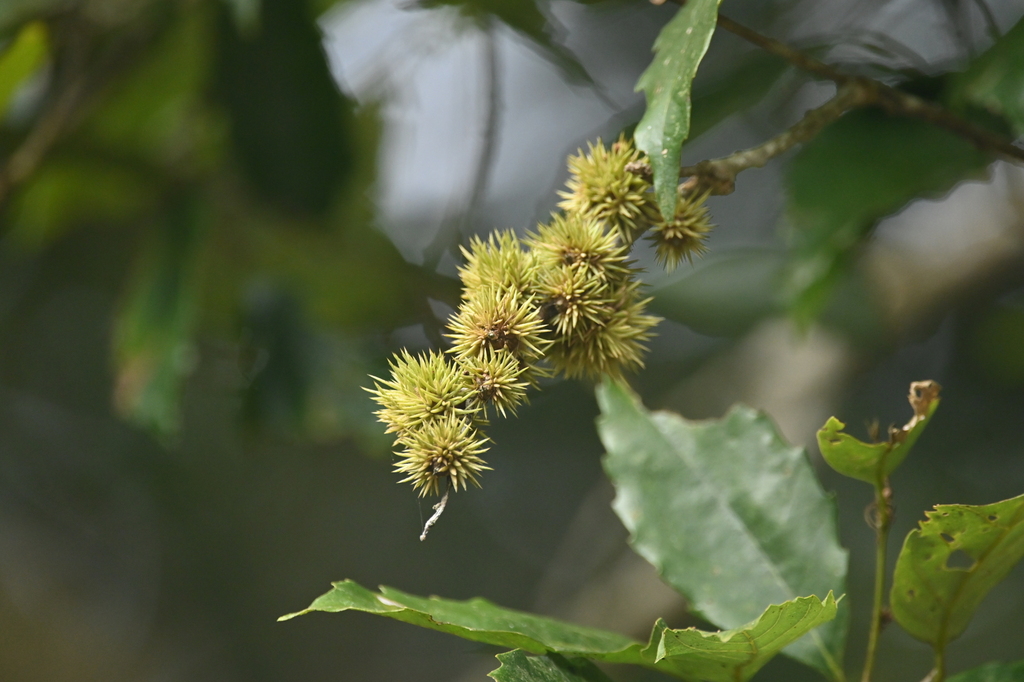 Castanopsis formosana (Castanopsis formosana)