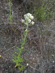 Pseudognaphalium viravira