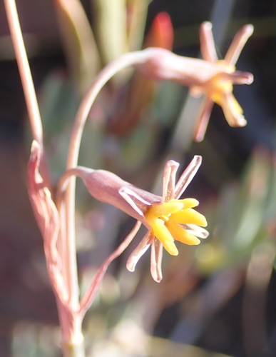 Image of Tulbaghia capensis by (c) Nicola van Berkel, some rights reserved (CC BY-SA)