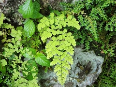 Adiantum concinnum image