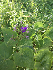Pericallis × hybrida