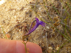 Lobelia linearis