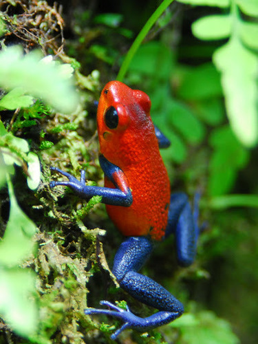 Strawberry Poison Dart Frog, photo 3 of 10
