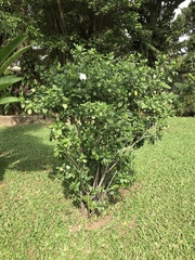 Gardenia jasminoides
