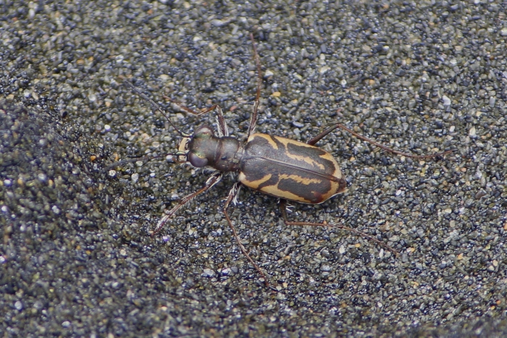 Zecicindela campbelli