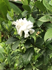 Gardenia jasminoides