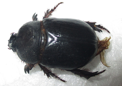 Temnorhynchus