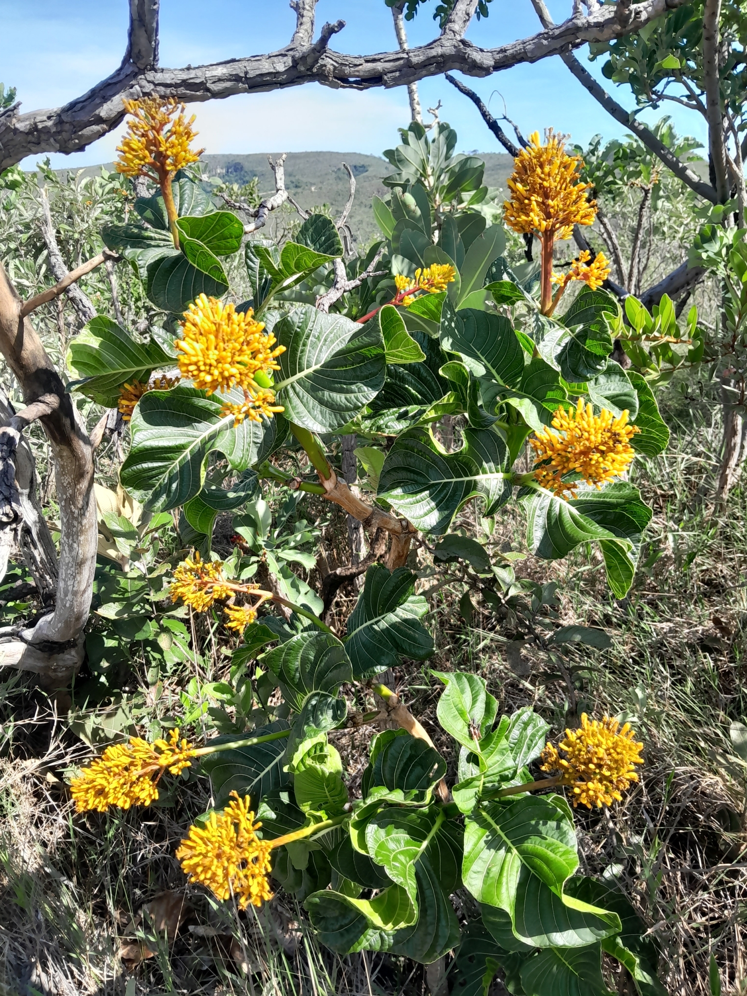 Palicourea rigida