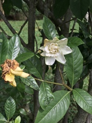 Gardenia jasminoides