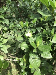 Gardenia jasminoides