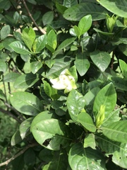 Gardenia jasminoides