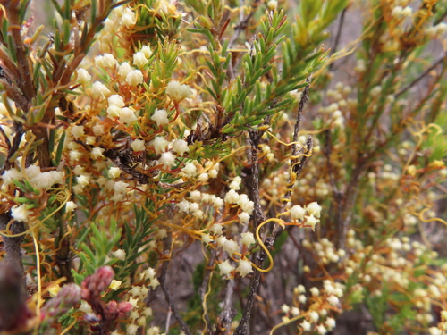 Image of Ridged Dodder (Cuscuta angulata) by (c) linkie, some rights reserved (CC BY)