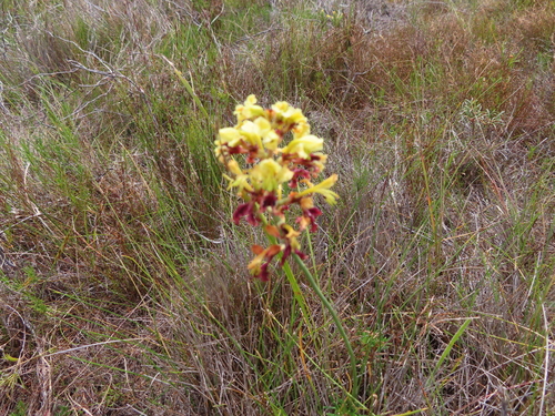 Image of Tritoniopsis parviflora by (c) linkie, some rights reserved (CC BY)