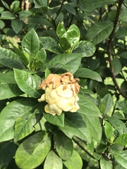 Gardenia jasminoides