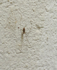 Smeringopus natalensis