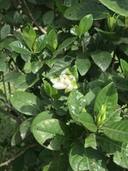 Gardenia jasminoides