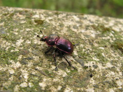 Phelotrupes auratus