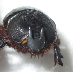 Temnorhynchus