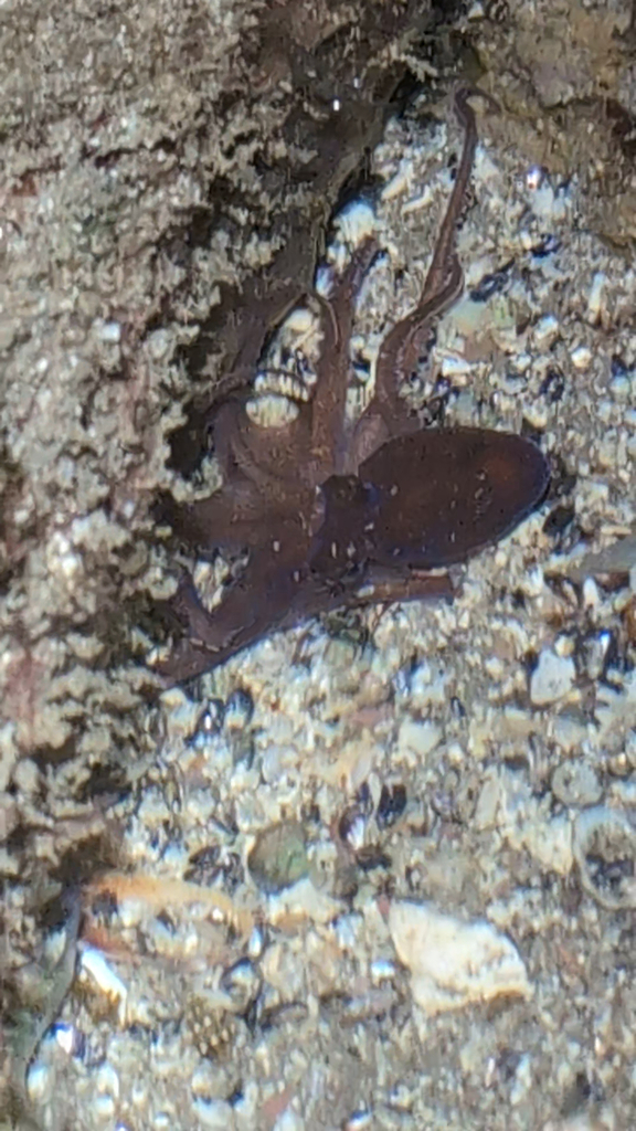 Lilliput octopus