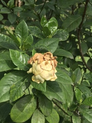 Gardenia jasminoides