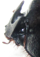 Temnorhynchus