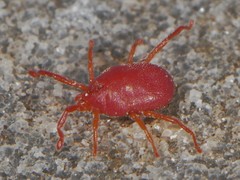 Abrolophus