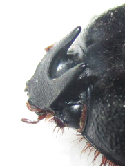 Temnorhynchus