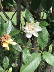 Gardenia jasminoides